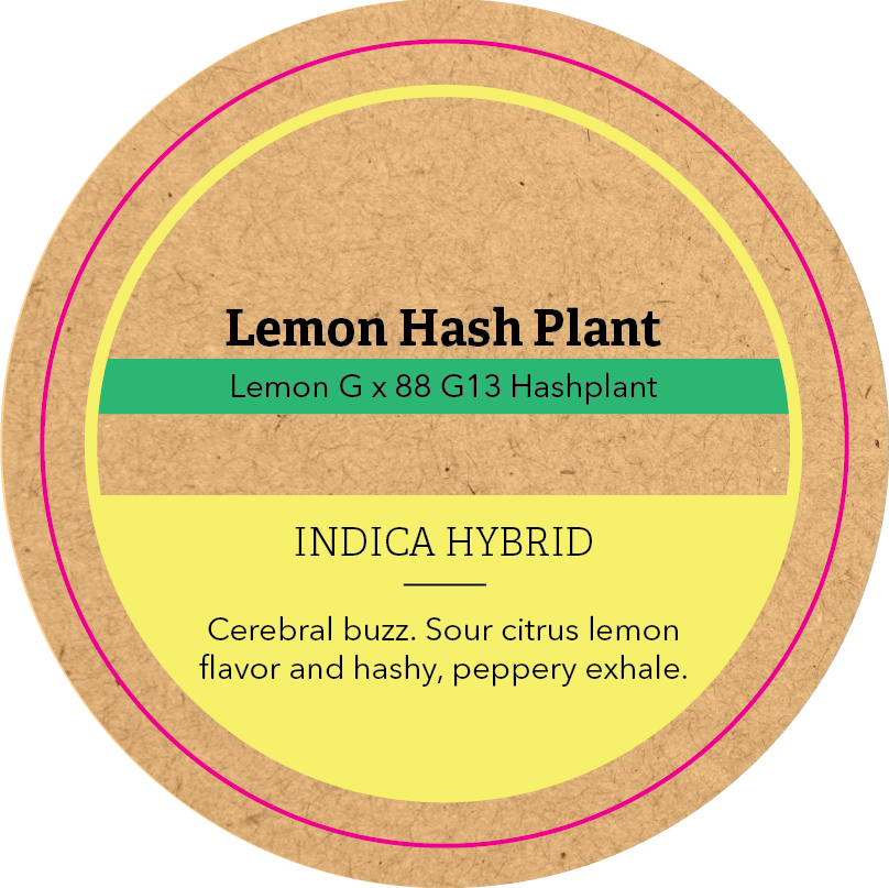 Khush Kush Large Jar Top