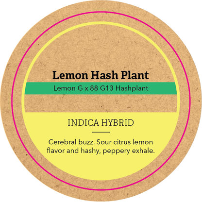 Khush Kush Medium Jar Top