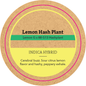 Khush Kush Medium Jar Top