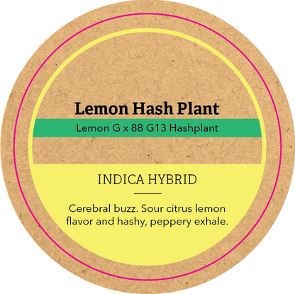 Khush Kush Large Jar Top